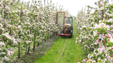 Mit dem Darwin-Ger�t kann von Bl�hbeginn bis zur Vollbl�te ausged�nnt werden.� �