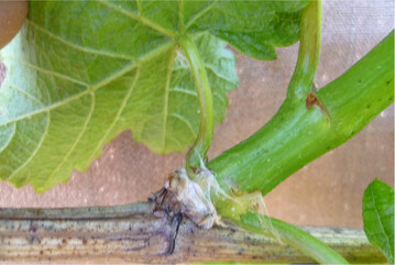 F�r eine durchl�ftete und belichtete Traubenzone k�nnen beim Aubrechen