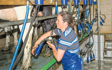 Die K�he in Baden-W�rttemberg geben im Verlauf ihres l�ngeren Lebens auch mehr Milch. Das zeigen die MLP-Auswertungen aus dem Jahr 2020.