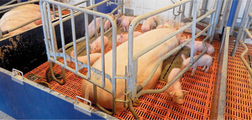 Im Abferkelstall werden k�nftig Bewegungsbuchten mit mindestens 6,5 Quadratmetern verpflichtend. So sehen es die Vorgaben der neuen Tierschutz-Nutztierhaltungsverordnung vor.