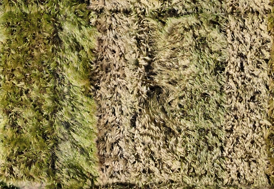 Die meisten Sorten zeigten an beiden Standorten �hnliche relative Ertr�ge, w�hrend es bei einzelnen Sorten gegens�tzliche relative Ertr�ge an verschiedenen Standorten gab.