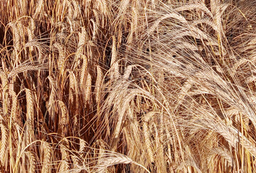 Wintergerste wird im �kologischen Landbau �berwiegend als Futtergetreide angebaut.