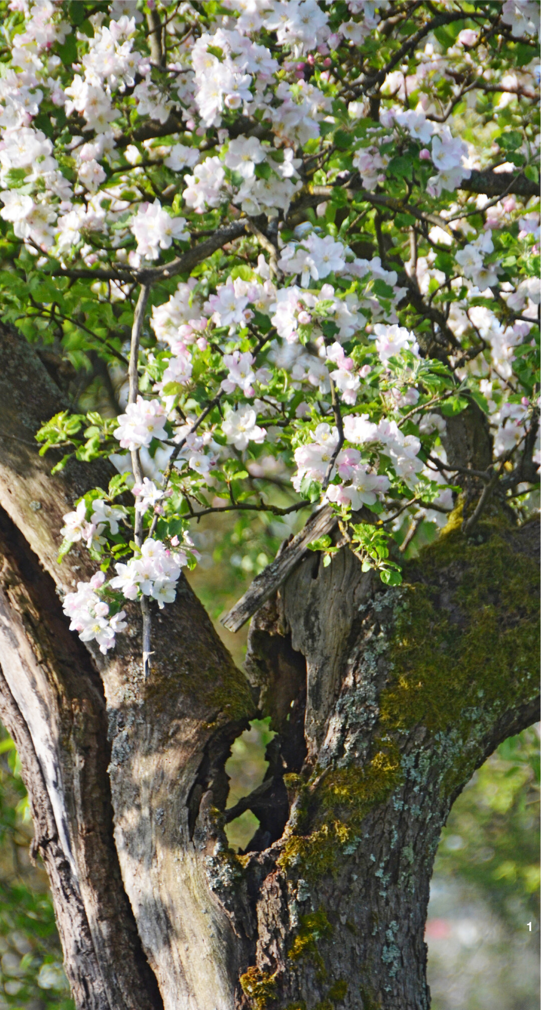 �sthetisch ansprechend, aber nicht zukunftsweisend: Ein sterbender Apfelbaum treibt t�chtig Bl�ten.