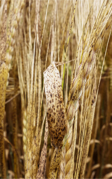 Ramularia ist die gefährlichste Krankheit der Wintergerste in Süddeutschland.