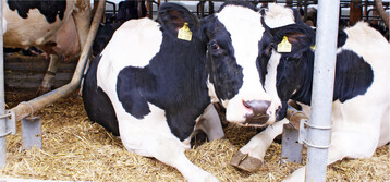 Um sich zu erholen, sollten Kühe weich und sauber liegen können.