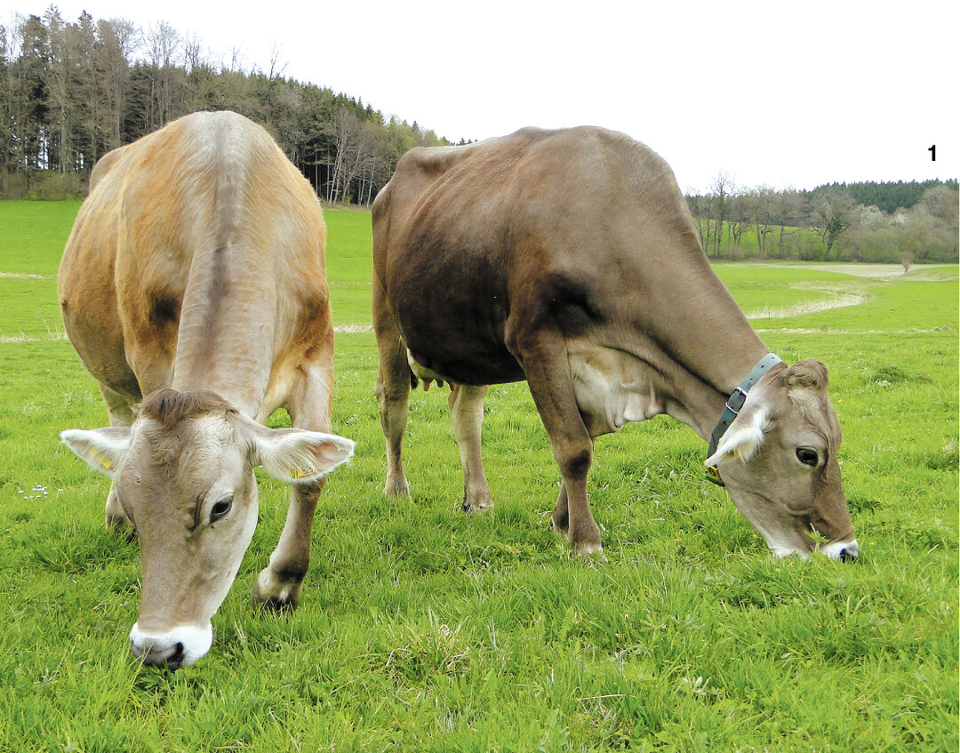 Eine Reihe von Studien beschreibt die Weidehaltung als eine klimafreundliche Form der Rinderhaltung.