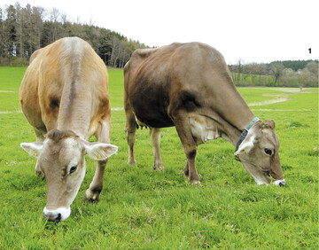 Eine Reihe von Studien beschreibt die Weidehaltung als eine klimafreundliche Form der Rinderhaltung.