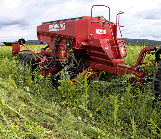Unter Direktsaatbedingungen verrotten viele Unkrautsamen an der Oberfläche.