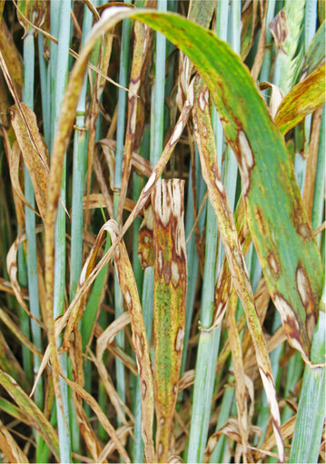 Blätter einer Wintergerste, die von der Pilzerkrankung Rhynchosporium secalis befallen wurden.