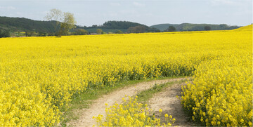 Für den Winterraps kommen keine weiteren Düngeempfehlungen.