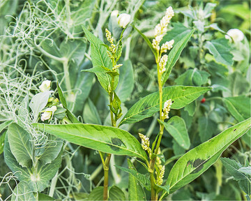 Der Ampferblättrige Knöterich ist ein häufiges Unkraut in zahlreichen Sommerungen, wie Getreide, Mais, Körnerleguminosen oder Zuckerrüben.