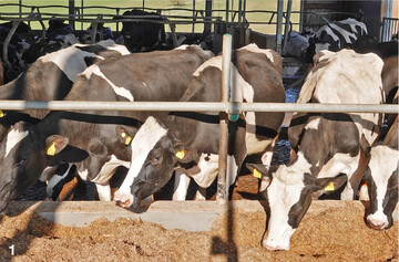 Rapsextraktionsschrot kann im Futter für Milchkühe die benötigte Proteinfuttermenge allein ausmachen.