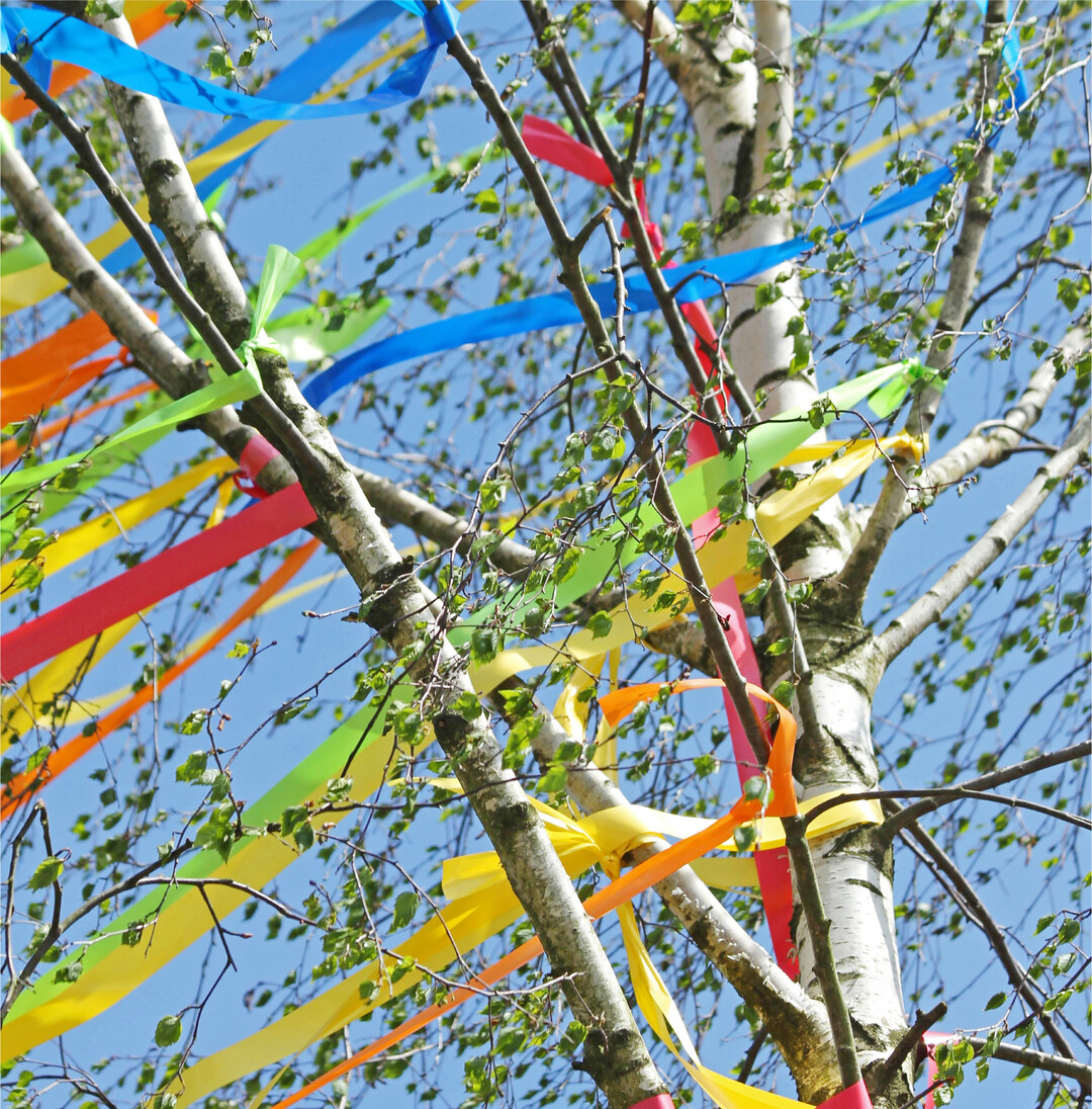 Zeichen der Zuneigung In S�ddeutschland ist in der Nacht vom 30. April auf den 1. Mai ein ganz besonderer Brauch verbreitet: Der geschm�ckte Maibaum im Vorgarten. Er gilt als Liebesbeweis des Mannes an seine Freundin und ist f�r so manchen auch eine gute M�glichkeit, eine Frau auf sich aufmerksam zu machen. Meist werden junge Birken mit bunten B�ndern geschm�ckt und mit einem Herz versehen. Die B�ume werden in der Nacht heimlich aufgestellt und sollen die Liebste am 1. Mai �berraschen. Woher der Brauch stammt, ist ungekl�rt. Generell gilt der Maibaum jedoch als Fruchtbarkeitssymbol und Zeichen des Fr�hjahrs. Sp�testens zum 1. Juni muss der Maibaum-Steller den Baum �brigens wieder abholen und erh�lt als Gegenleistung einen Kuss oder wenigstens ein Vesper. Das ist auch der Zeitpunkt, an dem der bis dato vielleicht noch heimliche Verehrer vorstellig werden sollte. F�r die flei�igen Baumsteller gilt, dass im Wald  anders als im Privatgarten  zwar kein Geh�lzschnittverbot gilt, dennoch sollte die Herkunft des jungen B�umchens legal sein. rue
