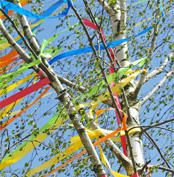 Zeichen der Zuneigung In S�ddeutschland ist in der Nacht vom 30. April auf den 1. Mai ein ganz besonderer Brauch verbreitet: Der geschm�ckte Maibaum im Vorgarten. Er gilt als Liebesbeweis des Mannes an seine Freundin und ist f�r so manchen auch eine gute M�glichkeit, eine Frau auf sich aufmerksam zu machen. Meist werden junge Birken mit bunten B�ndern geschm�ckt und mit einem Herz versehen. Die B�ume werden in der Nacht heimlich aufgestellt und sollen die Liebste am 1. Mai �berraschen. Woher der Brauch stammt, ist ungekl�rt. Generell gilt der Maibaum jedoch als Fruchtbarkeitssymbol und Zeichen des Fr�hjahrs. Sp�testens zum 1. Juni muss der Maibaum-Steller den Baum �brigens wieder abholen und erh�lt als Gegenleistung einen Kuss oder wenigstens ein Vesper. Das ist auch der Zeitpunkt, an dem der bis dato vielleicht noch heimliche Verehrer vorstellig werden sollte. F�r die flei�igen Baumsteller gilt, dass im Wald  anders als im Privatgarten  zwar kein Geh�lzschnittverbot gilt, dennoch sollte die Herkunft des jungen B�umchens legal sein. rue
