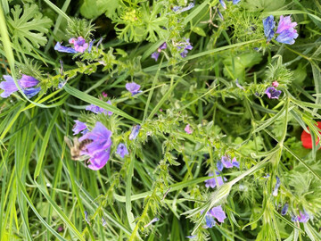 Blühstreifen locken Insekten an: Die Studie „Zwischen Risiko und Verantwortung: Eine Marktstudie zur Berücksichtigung von Biodiversität im Agrarbanking“ präsentiert auch Best-Practice-Beispiele, wie Biodiversität gefördert und biodiversitätsbezogene Risiken für landwirtschaftliche Betriebe reduziert werden können.