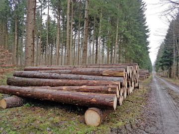 Die aktuelle Marktlage im Nadel-Stammholz bietet ideale Voraussetzungen f�r einen fr�hzeitigen Einschlag von Frischholz.