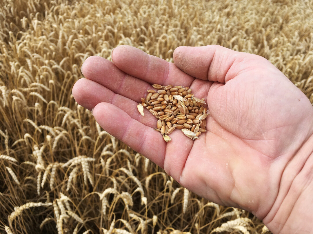 Erntereifer Weizen auf der Hand im Weizenfeld.