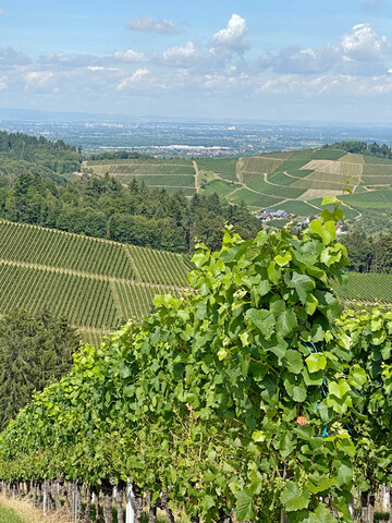 Die Verb�nde der Weinwirtschaft fordern eine St�rkung der Wettbewerbsf�higkeit der deutschen Weinbranche und haben klare Forderungen an die Politik formuliert. 