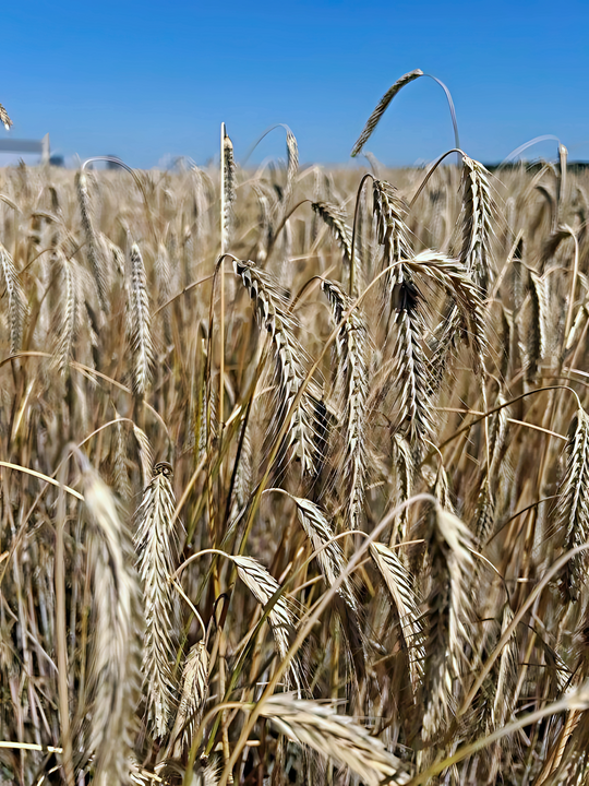 In diesem Jahr konnte der Roggen sein Leistungspotenzial mit durchschnittlich 90 dt/ha in der reduzierten Variante (V1) und 98 dt/ha in der integrierten Variante (V2) unter Beweis stellen. 
