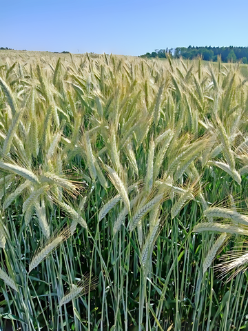 er Flächenumfang der Wintertriticale bleibt mit 21.800 ha in etwa auf dem Stand von 2024 und mit 70 dt/ha sind die Kornerträge überdurchschnittlich gut.