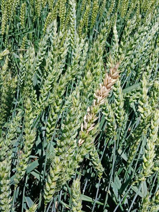 Wiederholte Niederschläge um die Weizenblüte machten an allen Standorten einen Fungizideinsatz zur Fusariumbekämpfung notwendig.