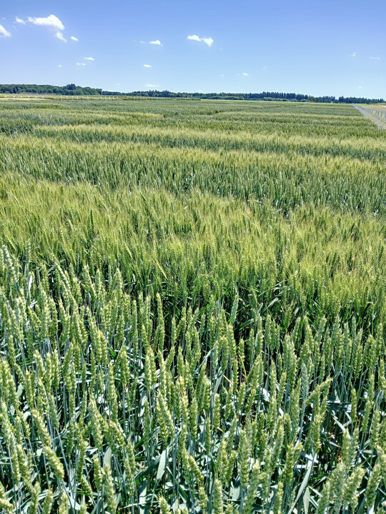 Eiselau ist einer der Standorte der Weizen LSV. Dort wurden am 14. August die letzten Parzellen gedroschen.
