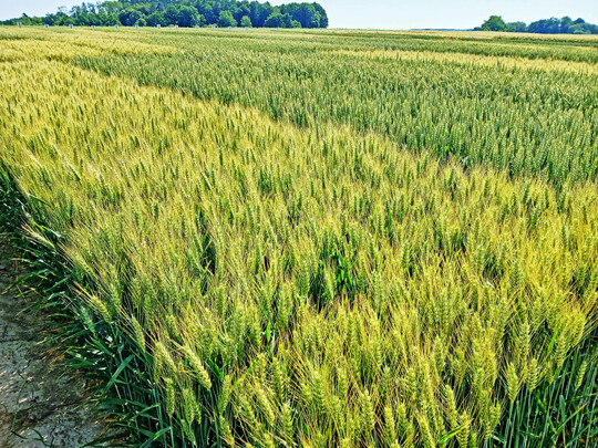 Entgegen dem visuellen Befall sind die bisher gemessenen DON-Werte nicht so dramatisch wie befürchtet. Mit der Hitzewelle im Juni wurde dem Pilz die Feuchtigkeit entzogen, und er konnte sich nicht weiter auf der Ähre etablieren und Toxine bilden.