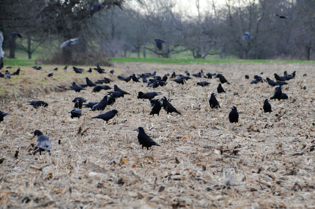 Rabenv�gel am Oberrhein in Baden-W�rttemberg.