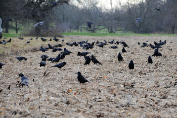 Rabenv�gel am Oberrhein in Baden-W�rttemberg.