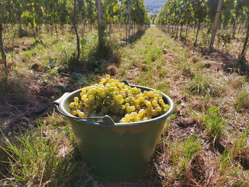 Der Badische Weinbauverband erwartet 2025 einen guten Jahrgang.