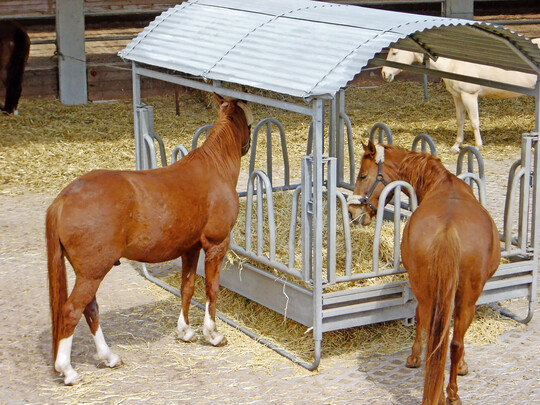 1 �berdachte Heuraufen, wie hier in einer Gruppenhaltung, sch�tzen das Futter vor Witterungseinfl�ssen.