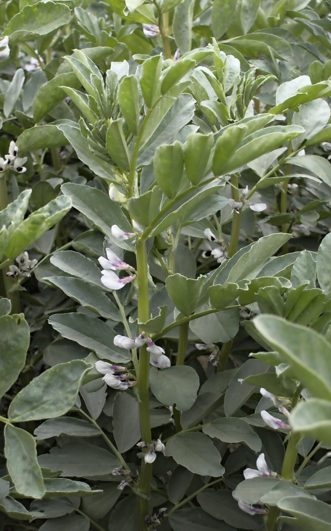 Winterackerbohnen sind eine interessante Option für Standorte, die zu Vorsommertrockenheit neigen.