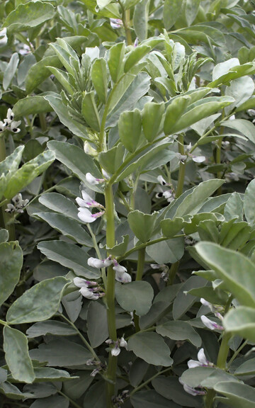 Winterackerbohnen sind eine interessante Option f�r Standorte, die zu Vorsommertrockenheit neigen.