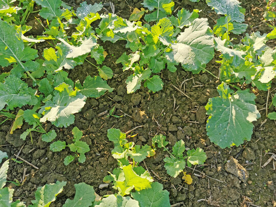 Ungleicher Feldaufgang im Herbst 2024 m�glicherweise aufgrund Witterungs- bzw. Bewirtschaftungseinfl�ssen.