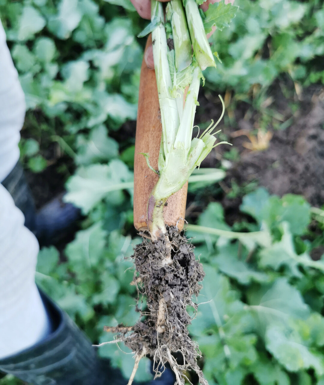 Der Vegetationskegel sollte vor dem Winter flach an der Erdoberfl�che sitzen um die �berwinterung zu gew�hrleisten.