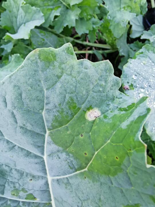 Blattsymptome durch Phoma lingam: Es zeigen sich gelbliche, im Zentrum wei�graue Flecken an den Bl�ttern mit Pyknidien (kleine schwarze Punkte).