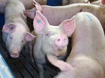 Schweine, Rinder, H�hner und Puten erhalten immer weniger Antibiotika. Das zeigen aktuelle Auswertungen des Bundesinstituts f�r Risikobewertung (BfR)und der Qualit�t und Sicherheit GmbH (QS). Allerdings unterscheiden sich die erhobenen Verbrauchsmengen. 