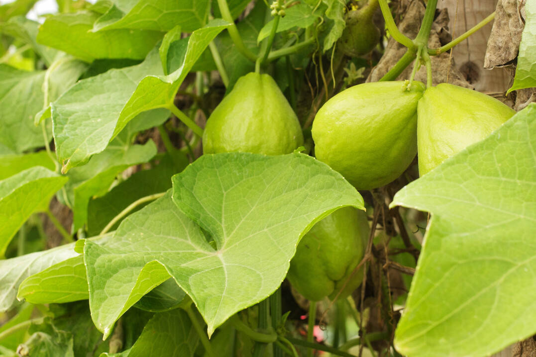Nach der Bestäubung wachsen die jungen Früchte der rankenden Chayote schnell heran.