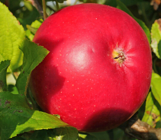 Fr�chte der Sorten ZIN 168, die unter der Dachmarke Pompur vermarktet werden.
