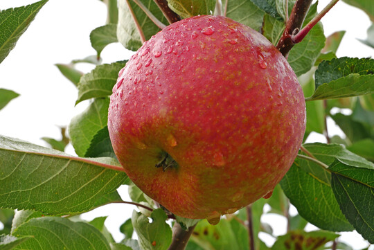 Fr�chte der Sorte ZIN 186, die unter der Dachmarke Pompur vermarktet werden.