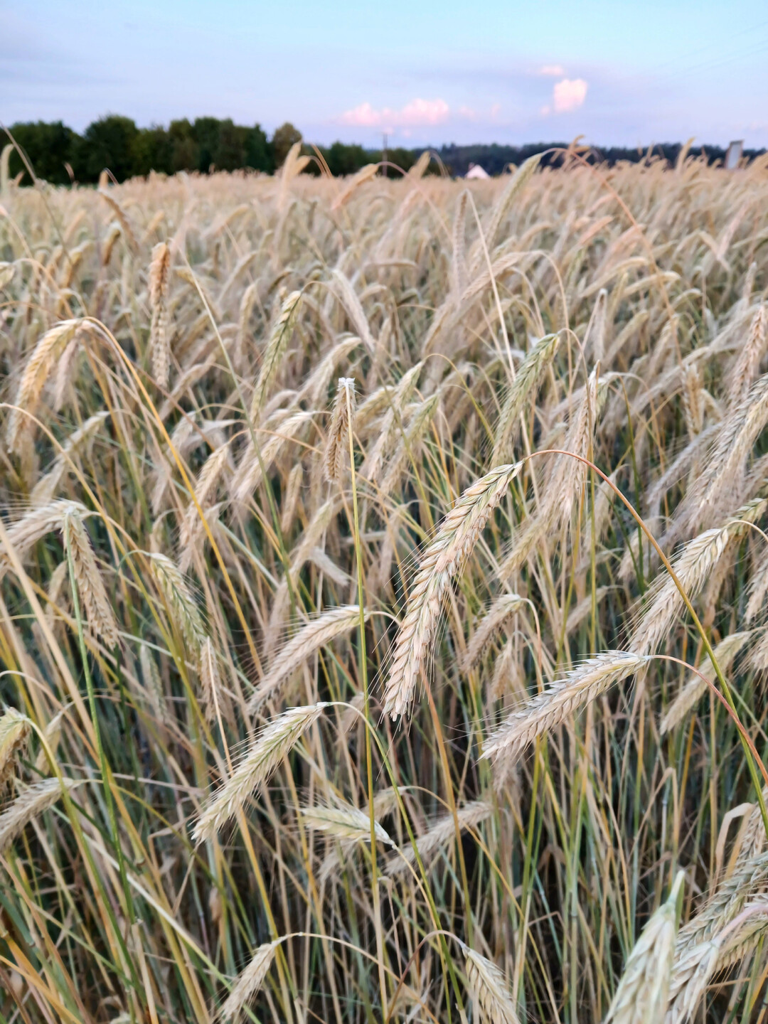Der Durchschnittsertrag des �ko-Winterroggens �ber alle Sorten und Standorte betr�gt 50,9 Dezitonnen pro Hektar.