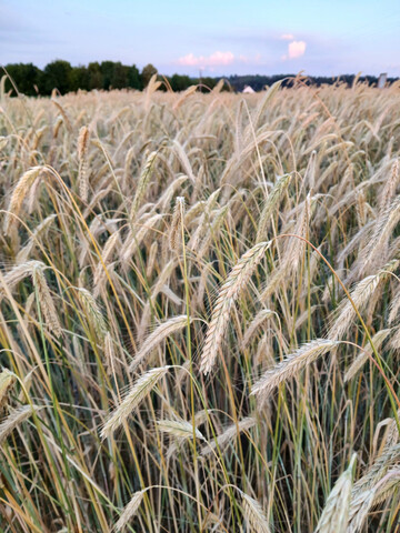 Der Durchschnittsertrag des �ko-Winterroggens �ber alle Sorten und Standorte betr�gt 50,9 Dezitonnen pro Hektar.