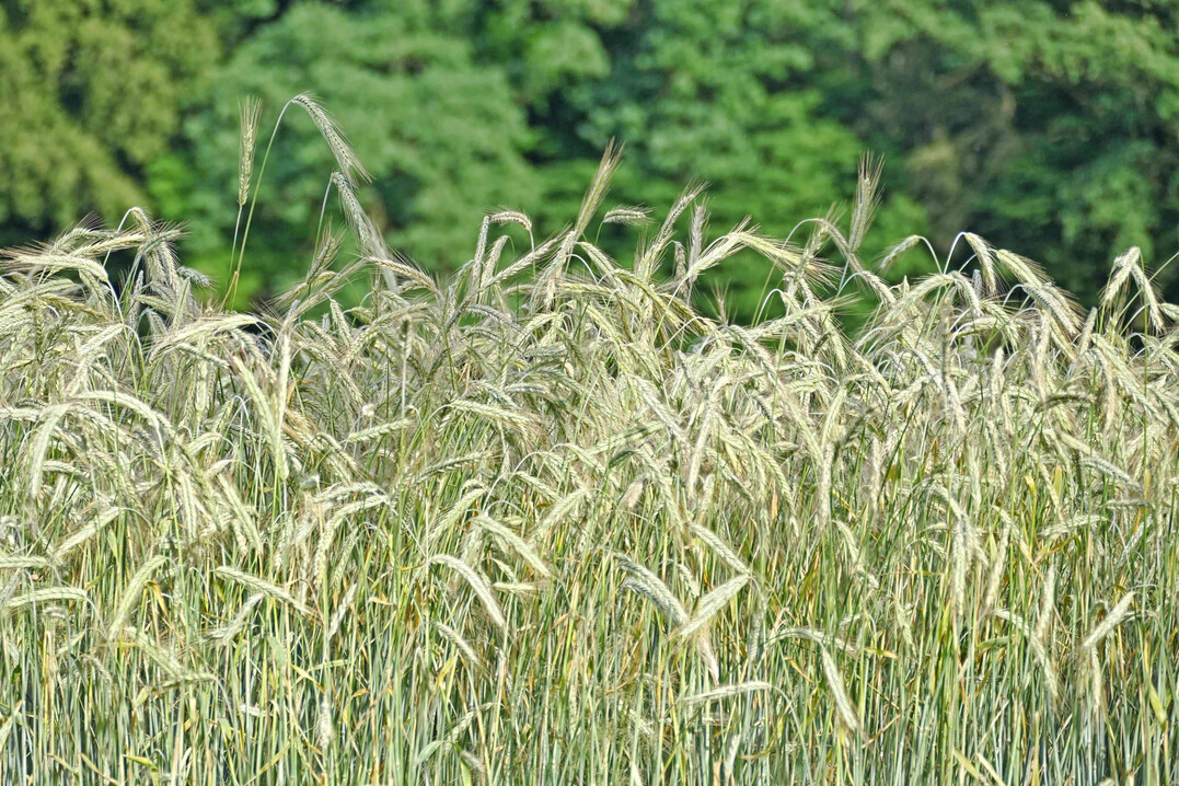 Auch bei den aktuellen Landessortenversuchen zu Bio-Roggen werden Angaben zur Anfälligkeit für Mutterkorn basierend auf der Beschreibenden Sortenliste gemacht.