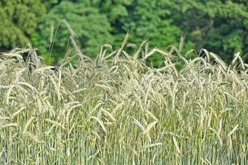 Auch bei den aktuellen Landessortenversuchen zu Bio-Roggen werden Angaben zur Anf�lligkeit f�r Mutterkorn basierend auf der Beschreibenden Sortenliste gemacht. 