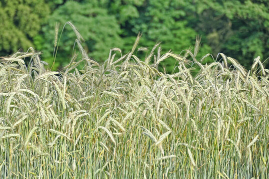 Auch bei den aktuellen Landessortenversuchen zu Bio-Roggen werden Angaben zur Anfälligkeit für Mutterkorn basierend auf der Beschreibenden Sortenliste gemacht.