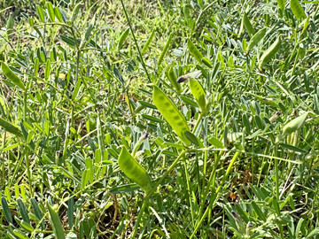 Nahaufnahme von
<i> Vicia sativa</i>
 (gew�hnliche Wicke) mit gr�nen Samenkapseln und schlanken Verbundbl�ttern. Ein Mitglied der Familie der H�lsenfr�chte, die oft als Futter oder Deckfrucht auf Wiesen und Feldern angebaut werden.