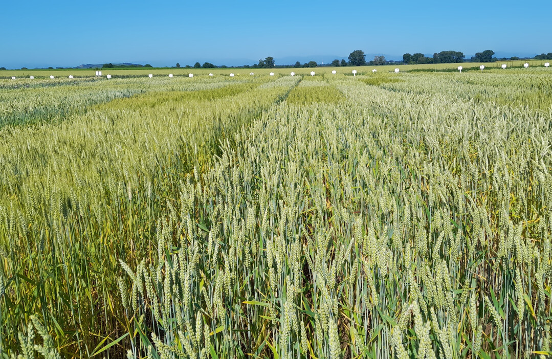 m Jahr 2025 waren insgesamt 24 Sorten, darunter acht neue Sorten, Bestandteil des orthogonalen Sortiments f�r Baden-W�rttemberg.