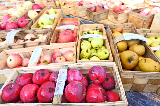 Alte Apfelsorten
