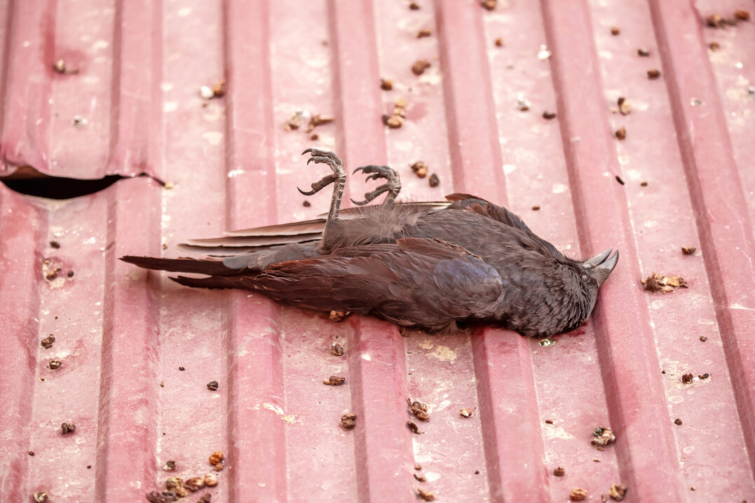 Bei der passiven �berwachung werden haupts�chlich tote oder kranke V�gel beprobt. Die aktive �berwachung hingegen untersucht ganze Wildtierbest�nde und nutzt modellbasierte Verfahren, um Risiken f�r HPAI r�umlich und zeitlich zu gewichten. 