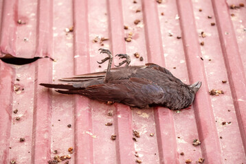 Bei der passiven �berwachung werden haupts�chlich tote oder kranke V�gel beprobt. Die aktive �berwachung hingegen untersucht ganze Wildtierbest�nde und nutzt modellbasierte Verfahren, um Risiken f�r HPAI r�umlich und zeitlich zu gewichten. 